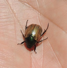 Anomala dubia