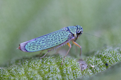 Versigonalia vermiculata