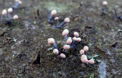 Stilbocrea gracilipes