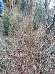 Toxicodendron diversilobum