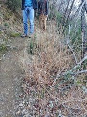 Toxicodendron diversilobum