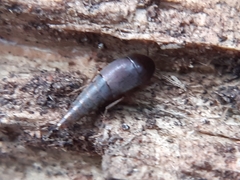 Sepedophilus