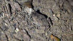 Ingerophrynus divergens