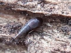 Sepedophilus