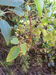 Aristotelia chilensis