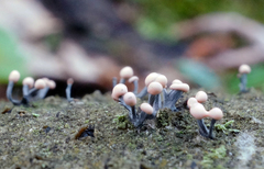 Stilbocrea gracilipes