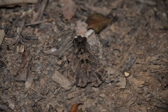 Ingerophrynus divergens