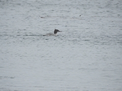 Mergus merganser