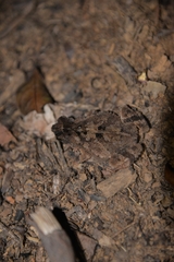 Ingerophrynus divergens