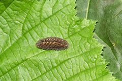 Satyrium w-album