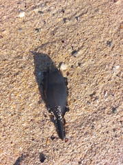 Callorhinchus capensis