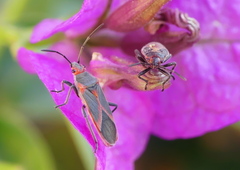 Caenocoris nerii