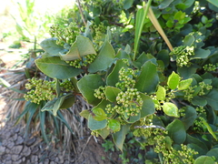 Cryptocarya alba