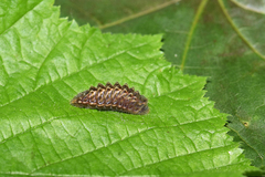 Satyrium w-album