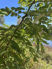 Robinia pseudoacacia