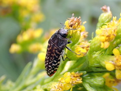 Acmaeodera haemorrhoa