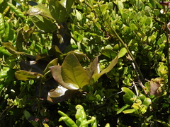 Lardizabala biternata