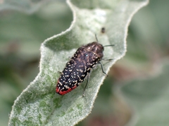 Acmaeodera haemorrhoa