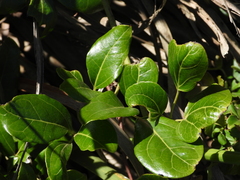 Lardizabala biternata