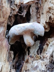 Ossicaulis lignatilis