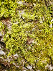 Porella platyphylla