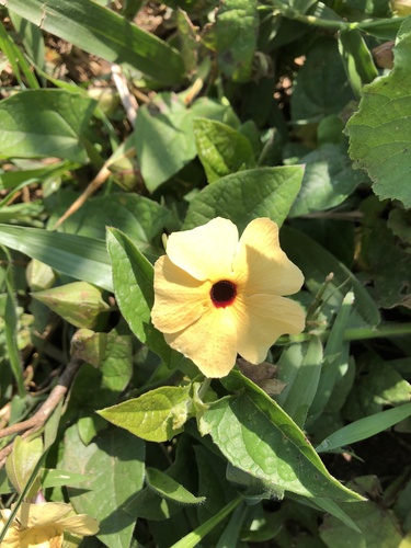 Thunbergia alata image