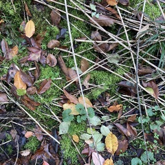 Brachythecium rutabulum