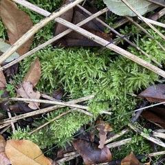 Brachythecium rutabulum