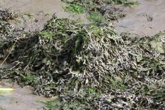 Fucus vesiculosus