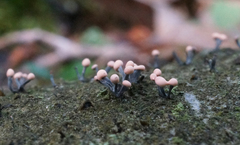 Stilbocrea gracilipes