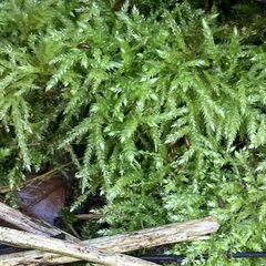 Brachythecium rutabulum