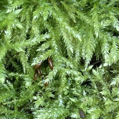 Brachythecium rutabulum