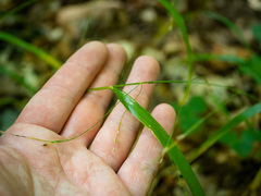 Festuca subverticillata