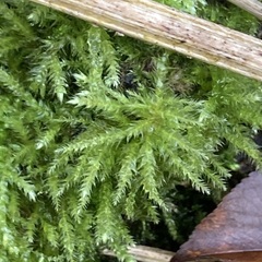 Brachythecium rutabulum