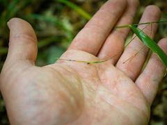 Festuca subverticillata