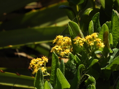 Acrisione denticulata