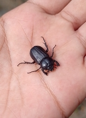 Phileurini