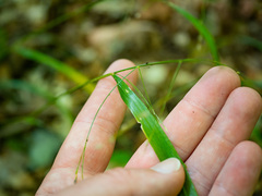 Festuca subverticillata