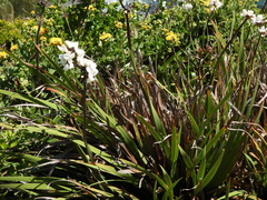 Libertia chilensis