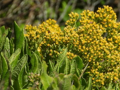 Acrisione denticulata