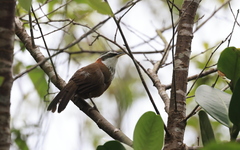 Pomatorhinus musicus