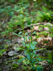 Erigeron strigosus