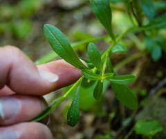 Erigeron strigosus