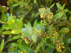 Cryptocarya alba