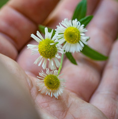 Erigeron strigosus