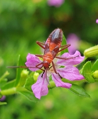 Oncopeltus nigriceps