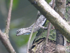 Draco sumatranus