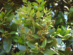 Cryptocarya alba