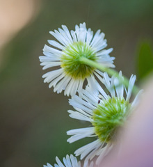 Erigeron strigosus
