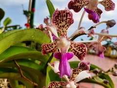 Orchidaceae